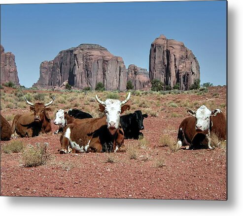 Monument Valley Metal Print featuring the photograph Cows in the Mittens by Louis Dallara