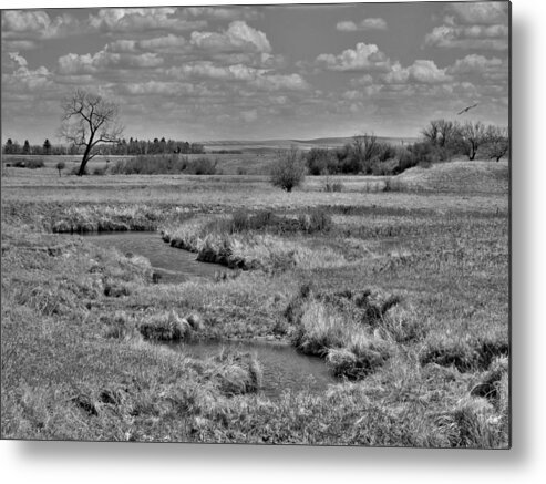 Swallows Metal Print featuring the photograph Creek and Flying Swallows in Black and White by Amanda R Wright
