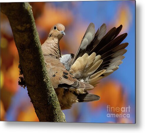 Bird Metal Print featuring the photograph My Inner Turkey by Chris Scroggins