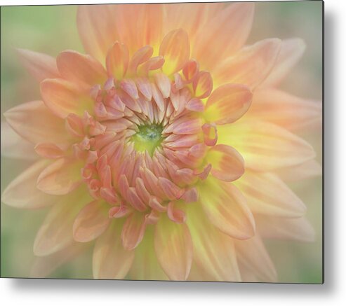 Dahlia Metal Print featuring the photograph Dahlia in Backlight by Sylvia Goldkranz