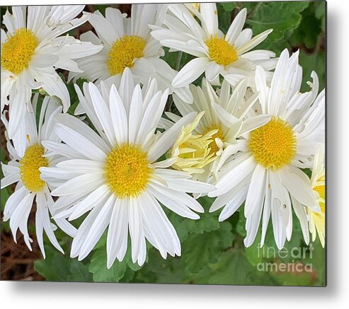 Daisy Metal Print featuring the photograph Daisy Flowers by Catherine Wilson