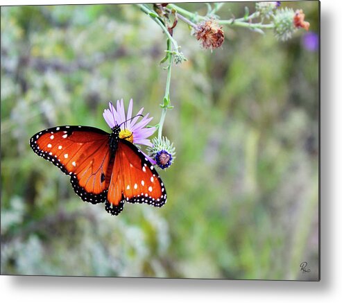 Cochise Stronghold Metal Print featuring the photograph Danaus gilippus by Robert Harris