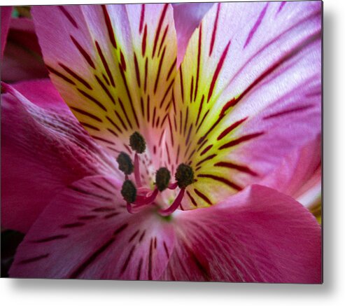 Daylily Metal Print featuring the photograph Daylily by W Craig Photography