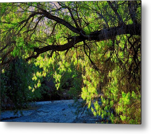Desert Plants Metal Print featuring the photograph Deep in the Vekol by Judy Kennedy