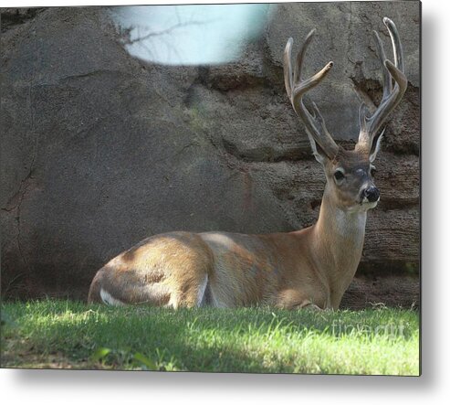 Animal Metal Print featuring the photograph Deer Alert by On da Raks