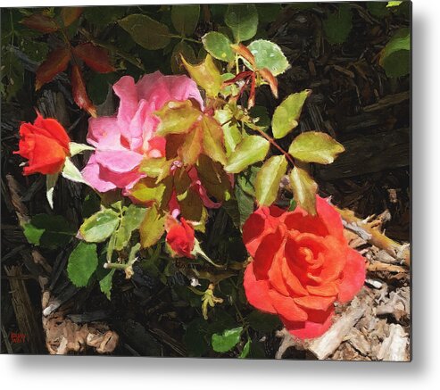 Roses Metal Print featuring the photograph Disney Roses Four by Brian Watt