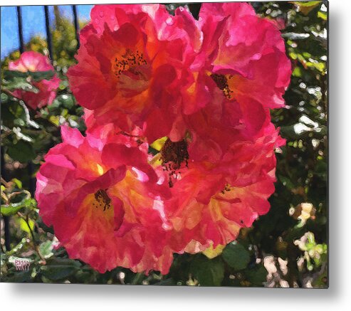 Roses Metal Print featuring the photograph Disney Roses One by Brian Watt