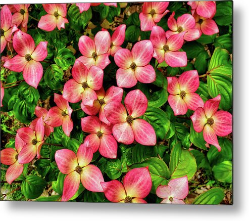 Dogwood Metal Print featuring the photograph Dogwood by Dan Eskelson