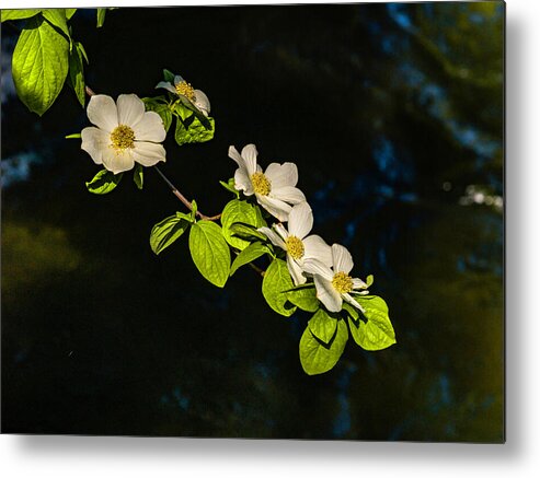 Yosemite Metal Print featuring the photograph Dogwood On The River by Bill Gallagher