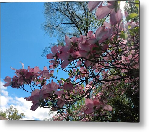Sky Metal Print featuring the photograph Dogwood Tree and Blue Skies by Christopher Lotito