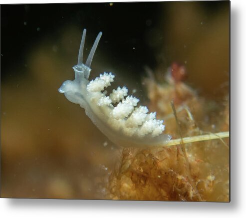 Nudibranch Metal Print featuring the photograph Doto nudibranch by Brian Weber