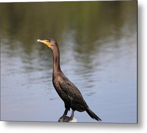 Bird Metal Print featuring the photograph Double Crested Cormorant by Mingming Jiang