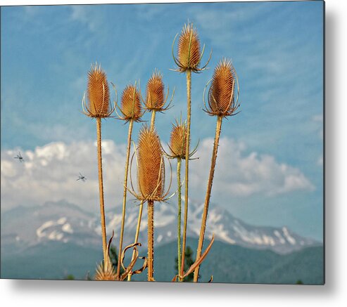 Spiritual Adventures Metal Print featuring the photograph Dragon Flies and Flowers with a view of Mt Shasta by Rebecca Dru