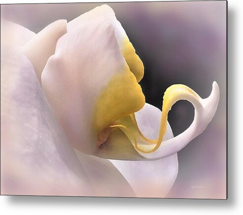 Orchid Metal Print featuring the photograph Dragon Tongue Orchid by Angela Davies