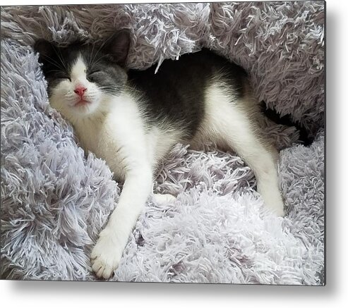 Kittens Metal Print featuring the photograph Dreamland by Jimmy Chuck Smith