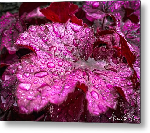 Coral Bell Metal Print featuring the photograph Drenched in Spring by Andrea Platt