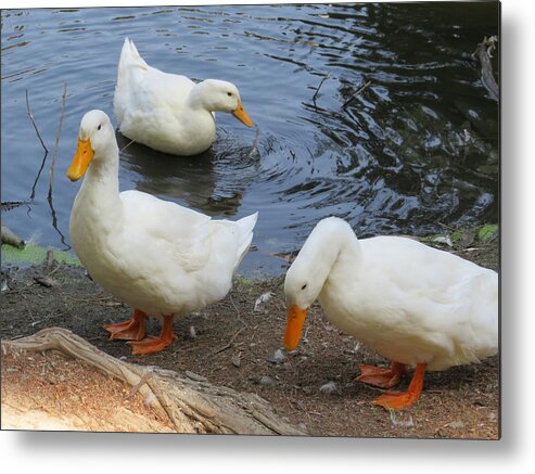 Ducks Metal Print featuring the photograph Duck Family by Raymond Fernandez