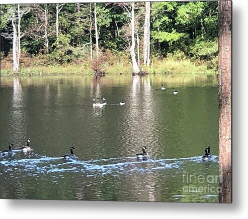 Four H Club Metal Print featuring the photograph Ducks on Water by Catherine Wilson