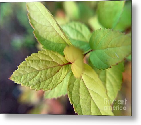 Shrub Metal Print featuring the photograph Fall Beginnings by Catherine Wilson