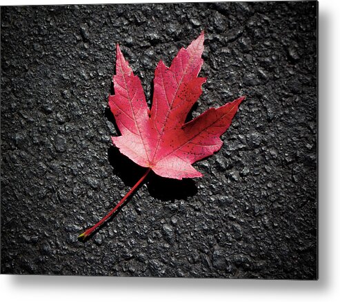 2014 Metal Print featuring the photograph Fall Maple Leaf by Charles Floyd