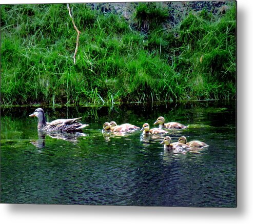 Ducks Metal Print featuring the digital art Family by Cliff Wilson