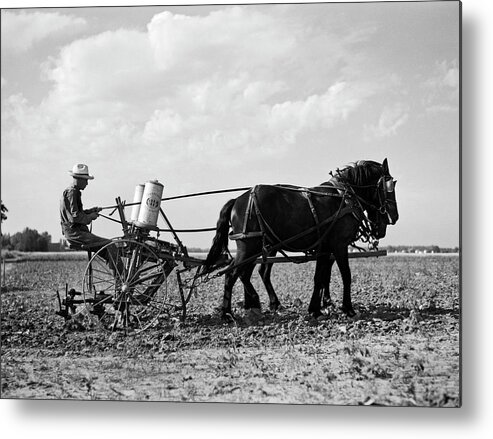 1 Person Metal Print featuring the photograph Farmer Fertilizing Corn by Underwood Archives  Arthur Rothstein