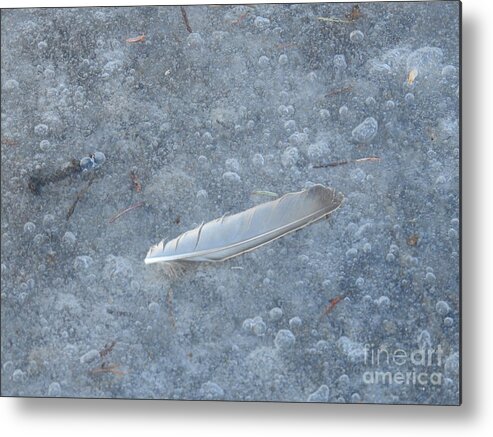Feather Metal Print featuring the photograph Feather on Ice by Nicola Finch