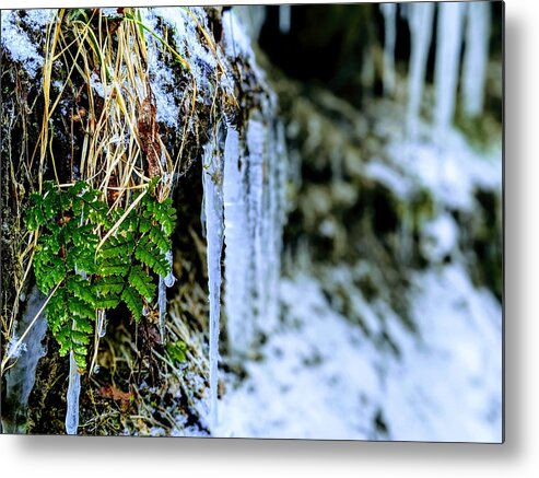  Metal Print featuring the photograph Fern and Icicles by Brad Nellis