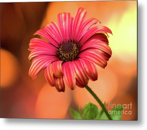 Color Metal Print featuring the photograph Fire Burst by Dorothy Lee