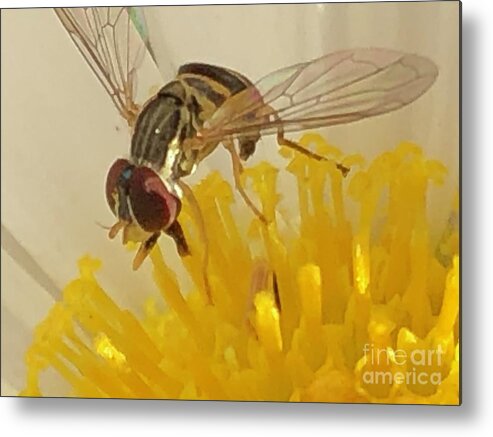Bugs Metal Print featuring the photograph Flower Fly by Catherine Wilson