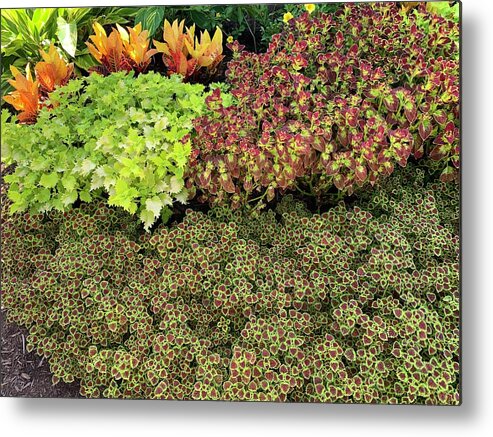 Flower Metal Print featuring the photograph Flower Power by Lee Darnell