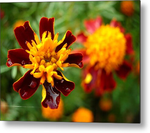 Flower Metal Print featuring the photograph Flower by Tanja Leuenberger