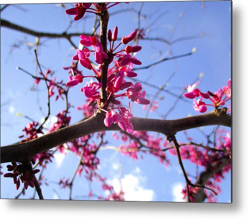 Texas Metal Print featuring the photograph Flowering Redbud by W Craig Photography