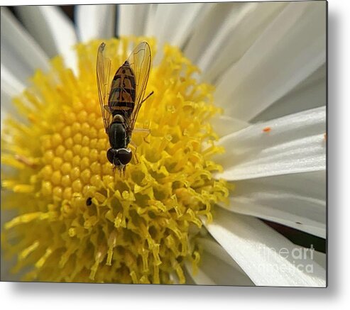 Insect Metal Print featuring the photograph Fly and Flowers by Catherine Wilson