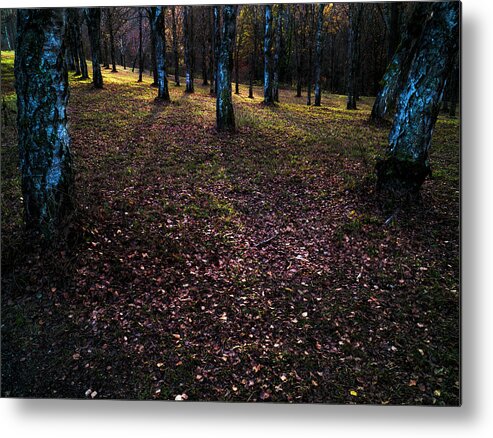  Metal Print featuring the photograph Forstliches Arboretum Liliental by Ioannis Konstas