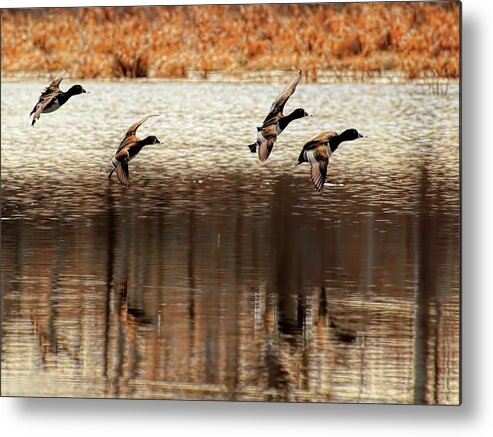 Waterfowl Metal Print featuring the photograph Four Ringers With Wings Set by Dale Kauzlaric