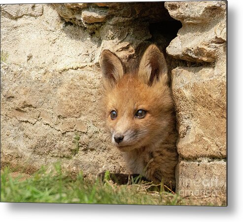 Fox Metal Print featuring the photograph Foxy New Day by Chris Scroggins