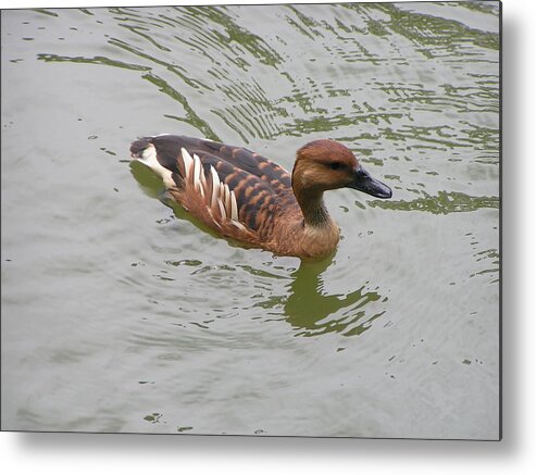 Audubon Zoo Metal Print featuring the photograph Fulvous Whistling Duck by Heather E Harman