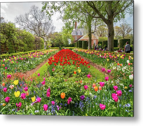 Colonial Williamsburg Metal Print featuring the photograph Garden of Tulips at the Palace by Rachel Morrison