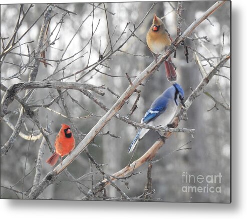 Cardinals Metal Print featuring the photograph Getting Along by Eunice Miller