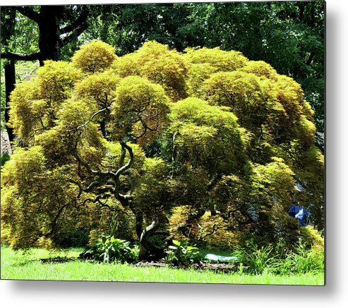 Trees Metal Print featuring the photograph Gnarly Tree in the Summer Sun by Linda Stern