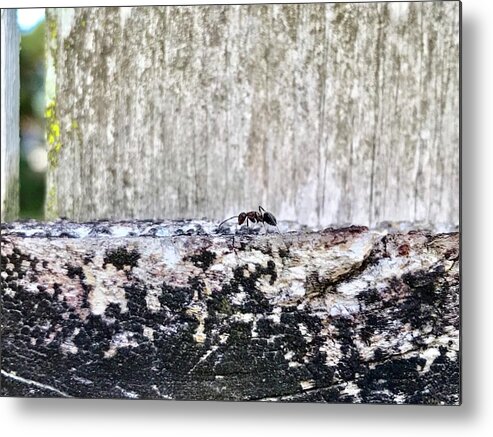 Macro Photography Metal Print featuring the photograph Going home... by Carlos Avila