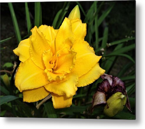 Flower Metal Print featuring the photograph Gold Ruffled Day Lily by Nancy Ayanna Wyatt