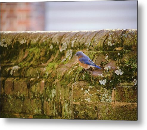 Bluebird Metal Print featuring the photograph Governor's Palace Bluebird by Rachel Morrison