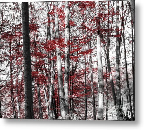 Forest Metal Print featuring the photograph Graphic Nature by Marco Crupi