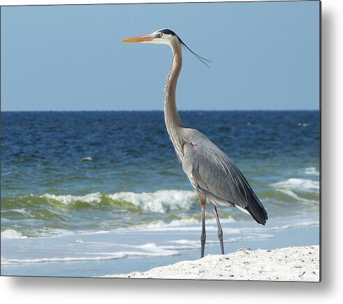  Metal Print featuring the photograph Great Blue Heron #1 by Carla Brennan