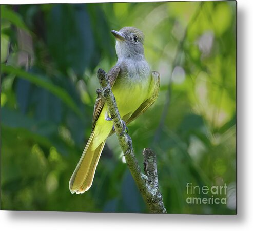 Flycatchers Metal Print featuring the photograph Great Crested Flycatcher by Chris Scroggins