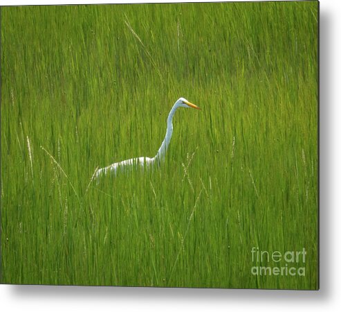 Chincoteague National Wildlife Refuge Metal Print featuring the photograph Great Egret in a marsh by Izet Kapetanovic