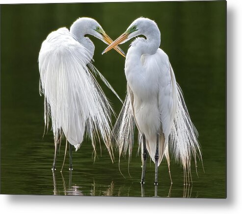 Great Egrets Metal Print featuring the photograph Great Egrets 8762-061922-3 by Tam Ryan