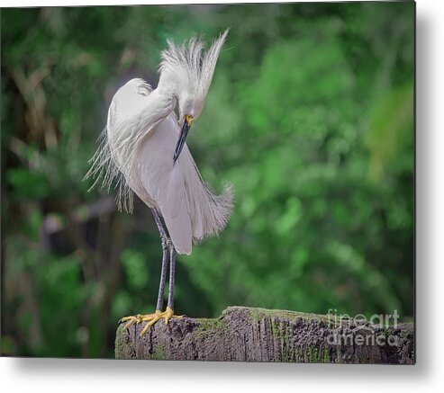 Herons Metal Print featuring the photograph Groom'n by Judy Kay